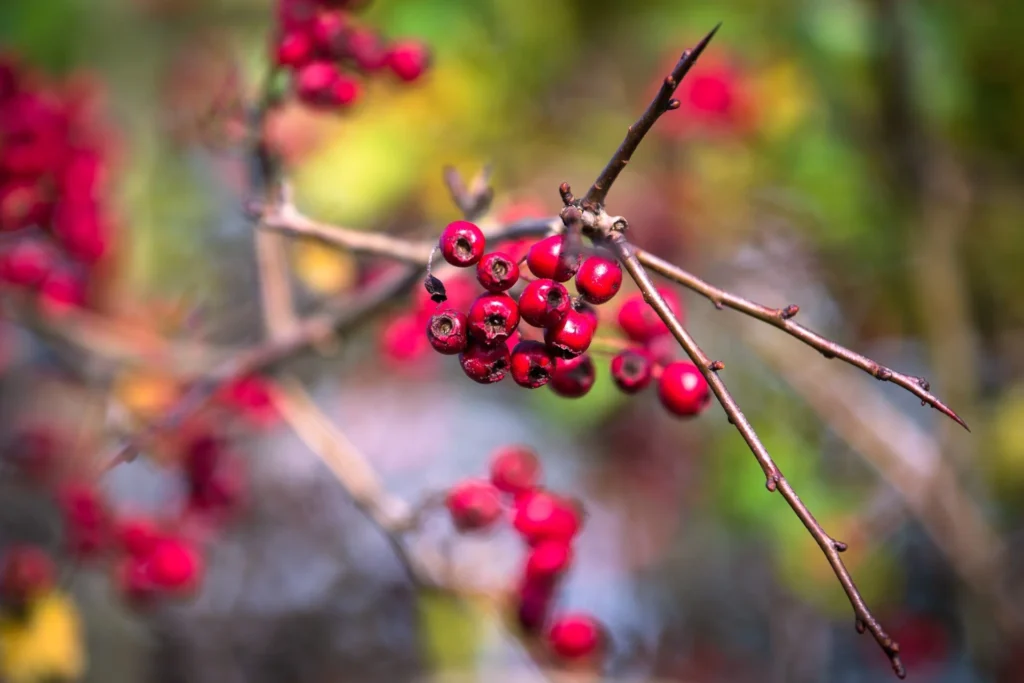 Eine Nahaufnahme roter Beeren an dünnen, blattlosen Zweigen mit spitzen Dornen vor einem verschwommenen, farbenfrohen Hintergrund - wie leuchtende, personalisierte Fußballtrikots, die sich auf dem Spielfeld abheben.