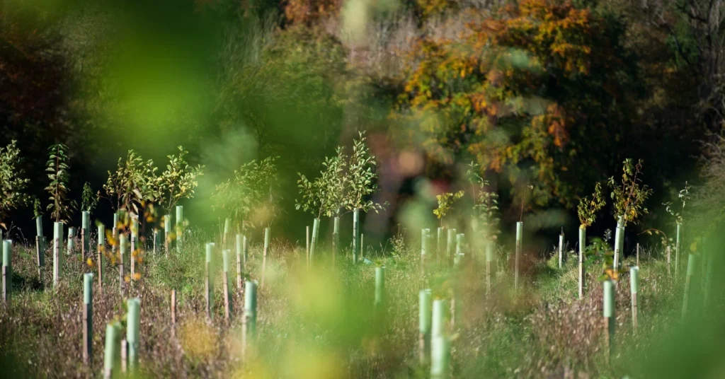 Junge Bäume in schützenden Plastikröhren werden auf einer Wiese gepflanzt, ähnlich wie ein Trikotdesigner sorgfältig personalisierte Fußballtrikots plant, mit verschwommenem grünen Laub im Vordergrund und herbstlich gefärbten Bäumen im Hintergrund.