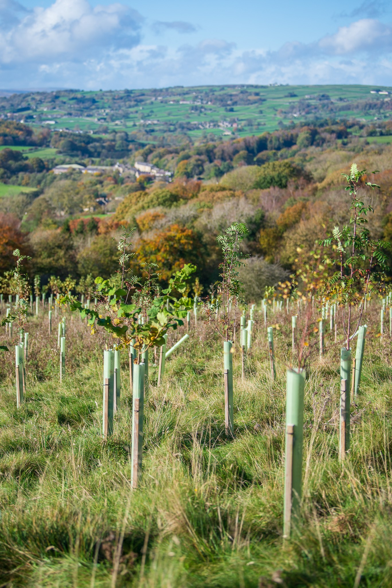 Jóvenes arbolitos protegidos por tubos de plástico se plantan en un campo cubierto de hierba en la ladera de una colina, con vistas a colinas onduladas, árboles dispersos y un pequeño pueblo, como si un equipo vestido con equipaciones de fútbol personalizadas destacara en el campo bajo un cielo abierto.
