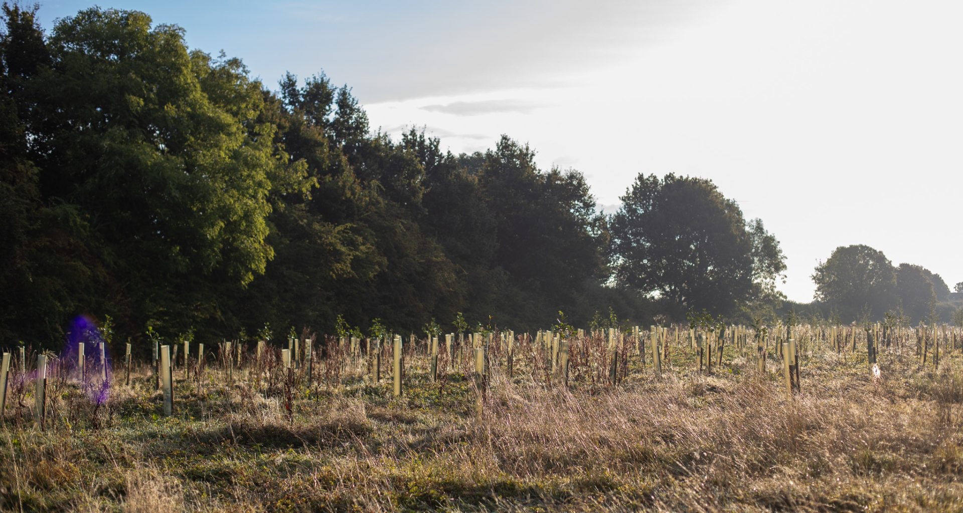 La imagen muestra un bosque británico bañado por la luz del sol, lleno de árboles autóctonos y flores silvestres de vivos colores, que crean un entorno natural sereno y pintoresco. Esta tranquila escena invita al espectador a apreciar la belleza de la naturaleza, que recuerda el orgullo y la pasión que se reflejan en las camisetas de fútbol personalizadas que representan a los clubes locales. Crédito de la imagen: Make It Wild.